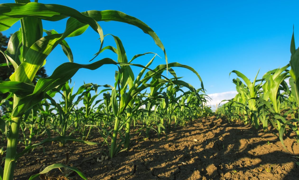 Agricultural corn maize crop field low angle