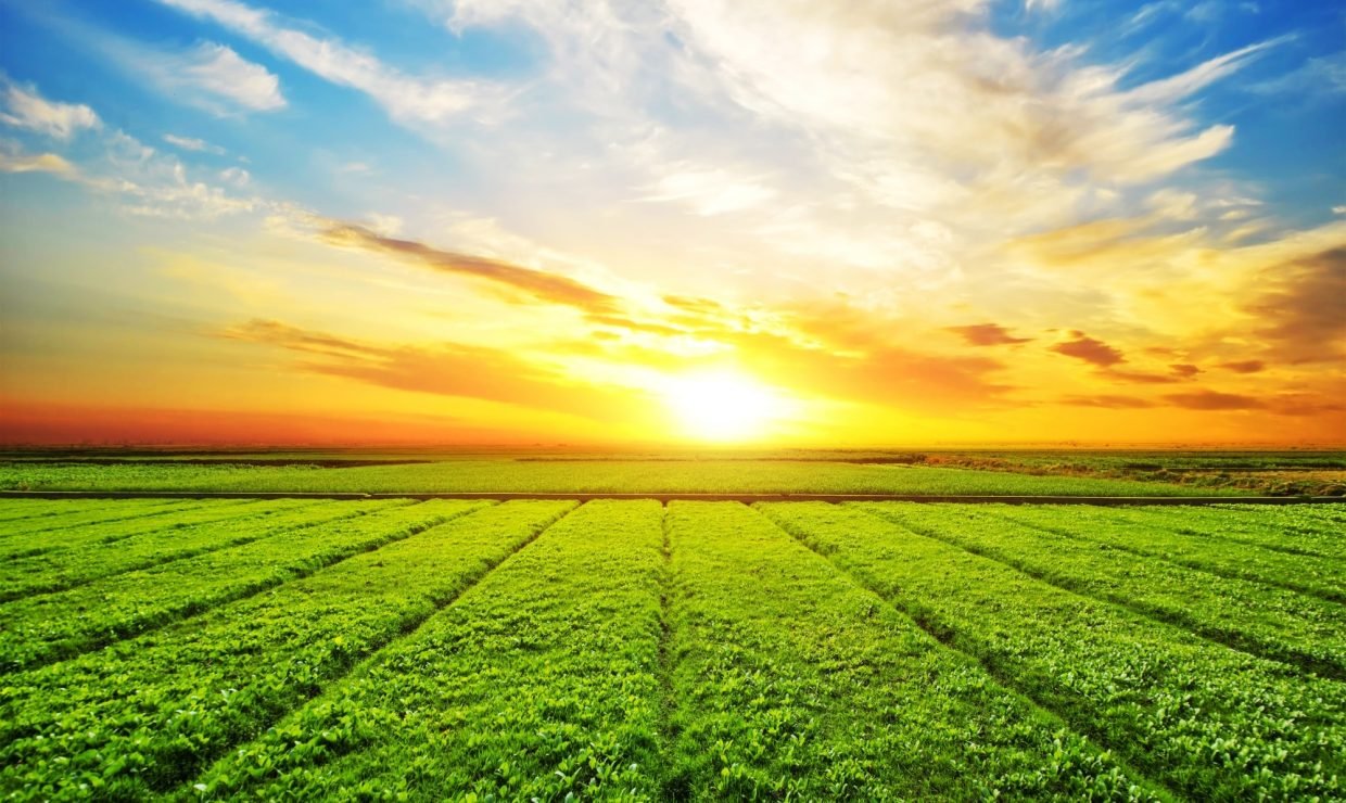 sunny-meadow-landscape